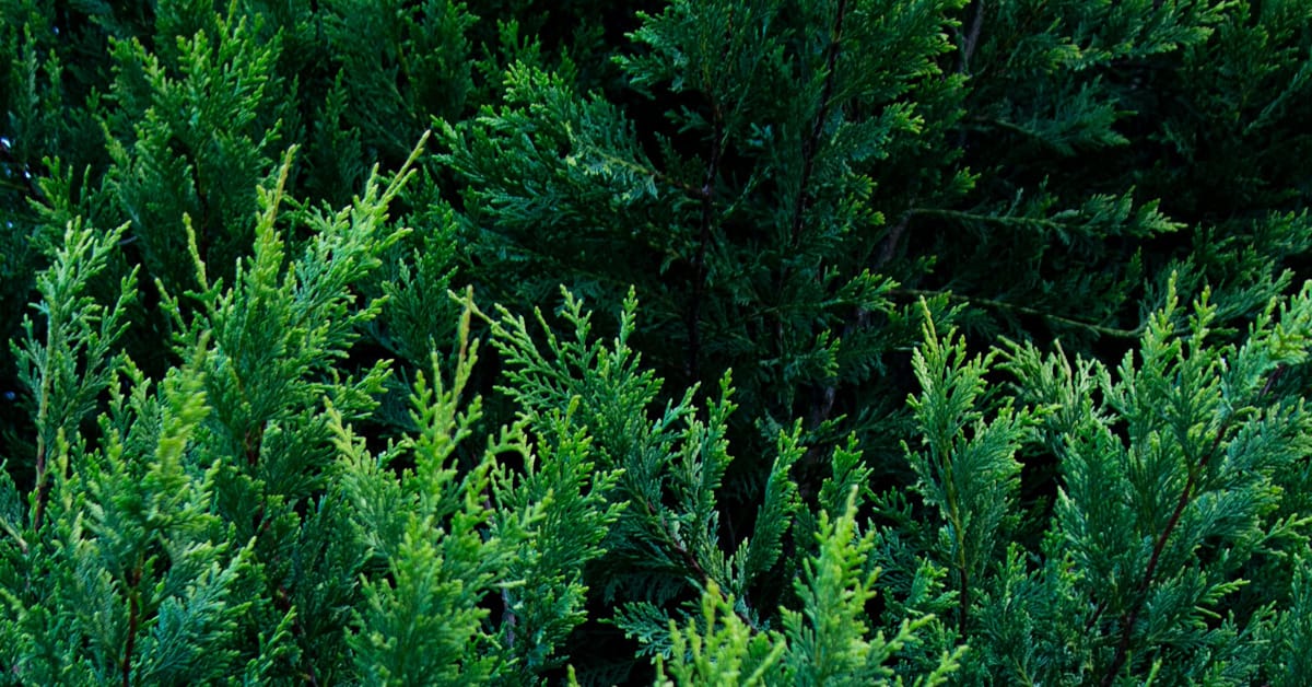 cedarwood essential oil in candles