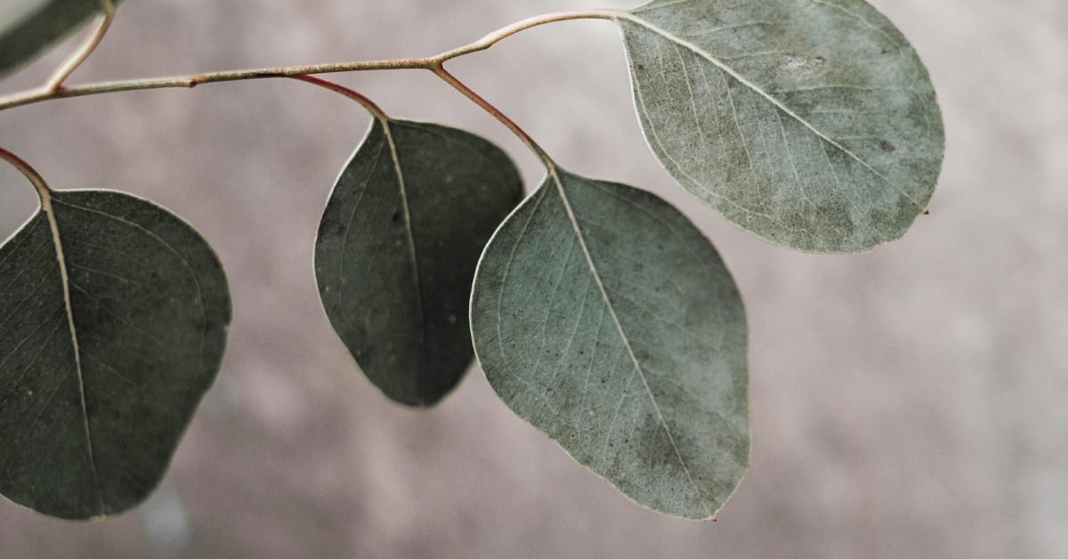Eucalyptus essential oil in candles