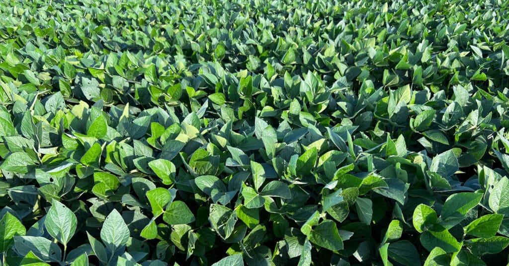 soyabean crop soy wax for candles